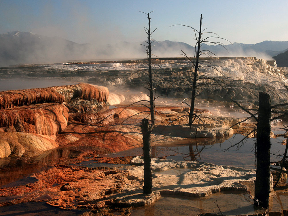 Dead trees encased in travertine at Mammoth Hot Springs