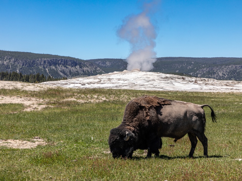 American bison grazing near Old Faithful Geyser