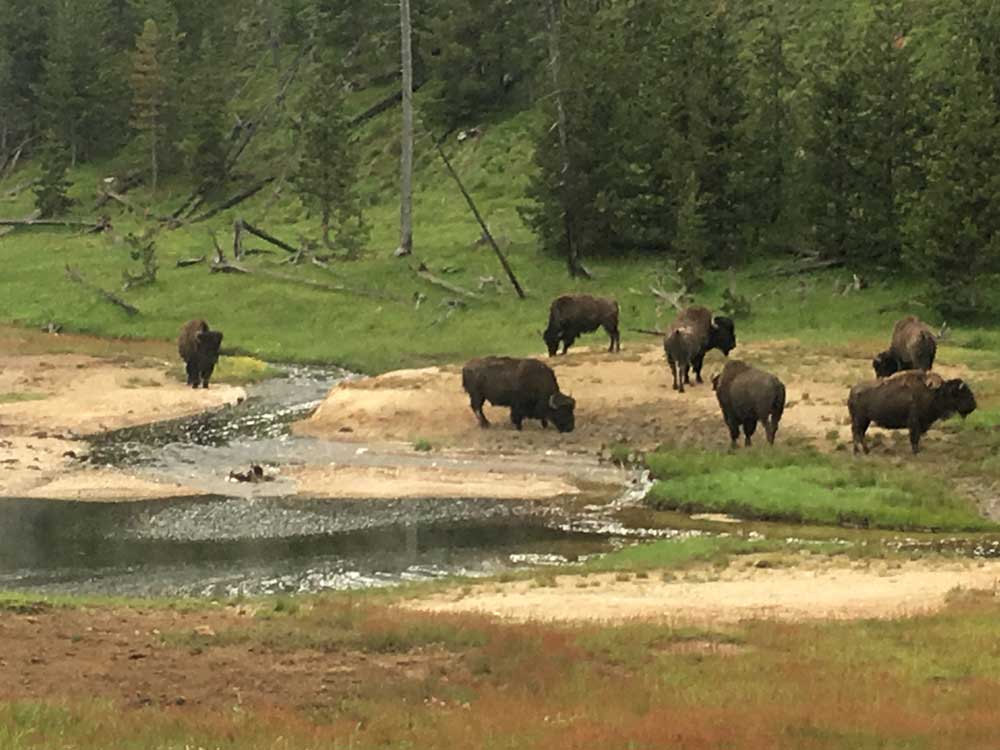 Yellowstone Lodge